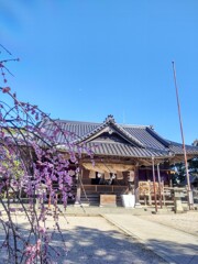 神社と梅と月