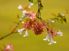 下向きの花