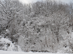 木に積もる雪