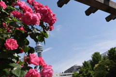 未来の薔薇園より