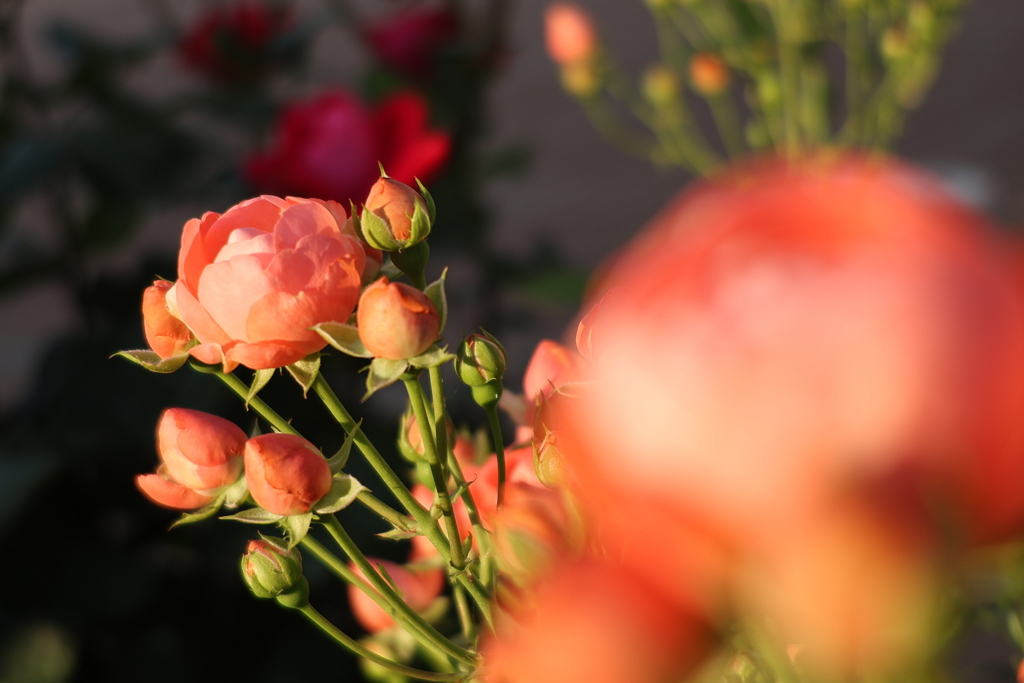 ガーデンネックレス