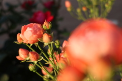 ガーデンネックレス