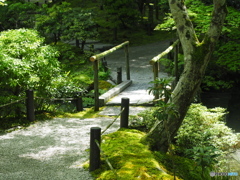 新緑のお寺