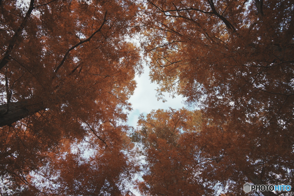紅葉の空
