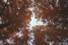 紅葉の空