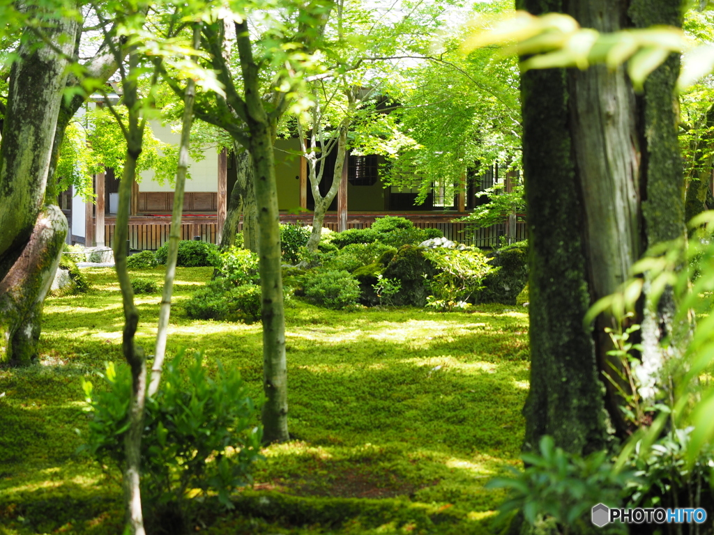 新緑のお寺