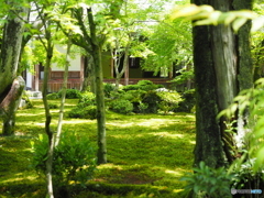 新緑のお寺