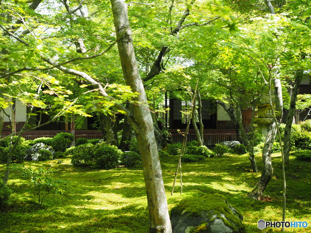 新緑のお寺