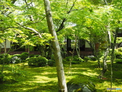 新緑のお寺