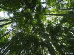 新緑のお寺