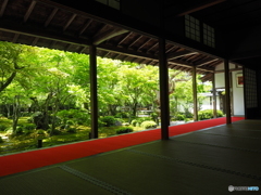 新緑のお寺