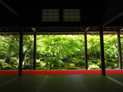 新緑のお寺