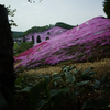 芝桜／北海道・大空町