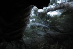 霧でしっとりした蜘蛛の巣／知床