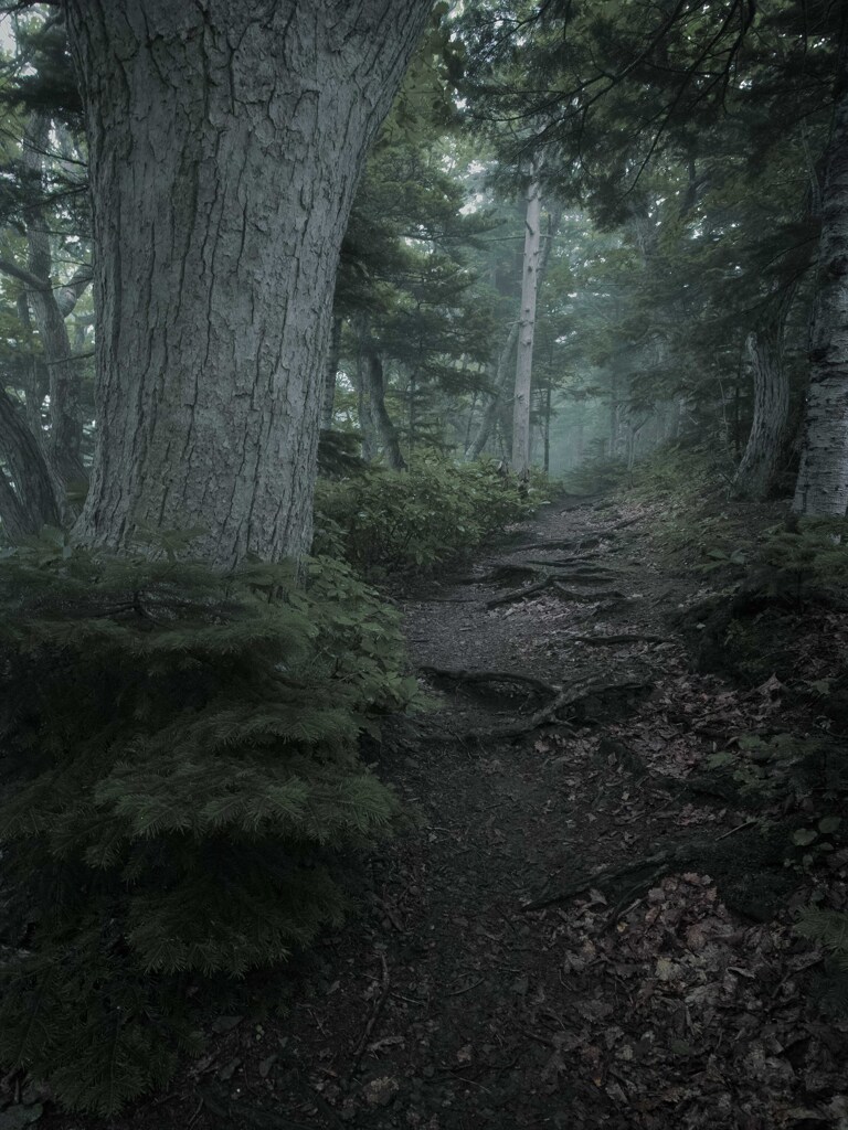 知床、ひっそりとした森の道3