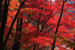 瞬きの裏に焼き付いて