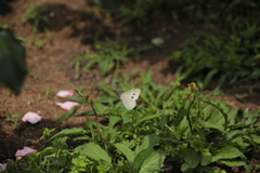 定め