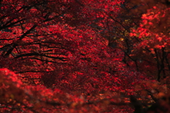 ガーネットの鉱床