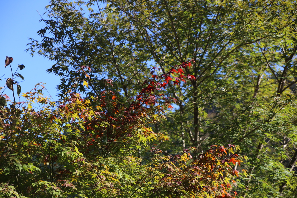 秋に手を伸ばし