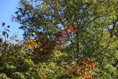 秋に手を伸ばし