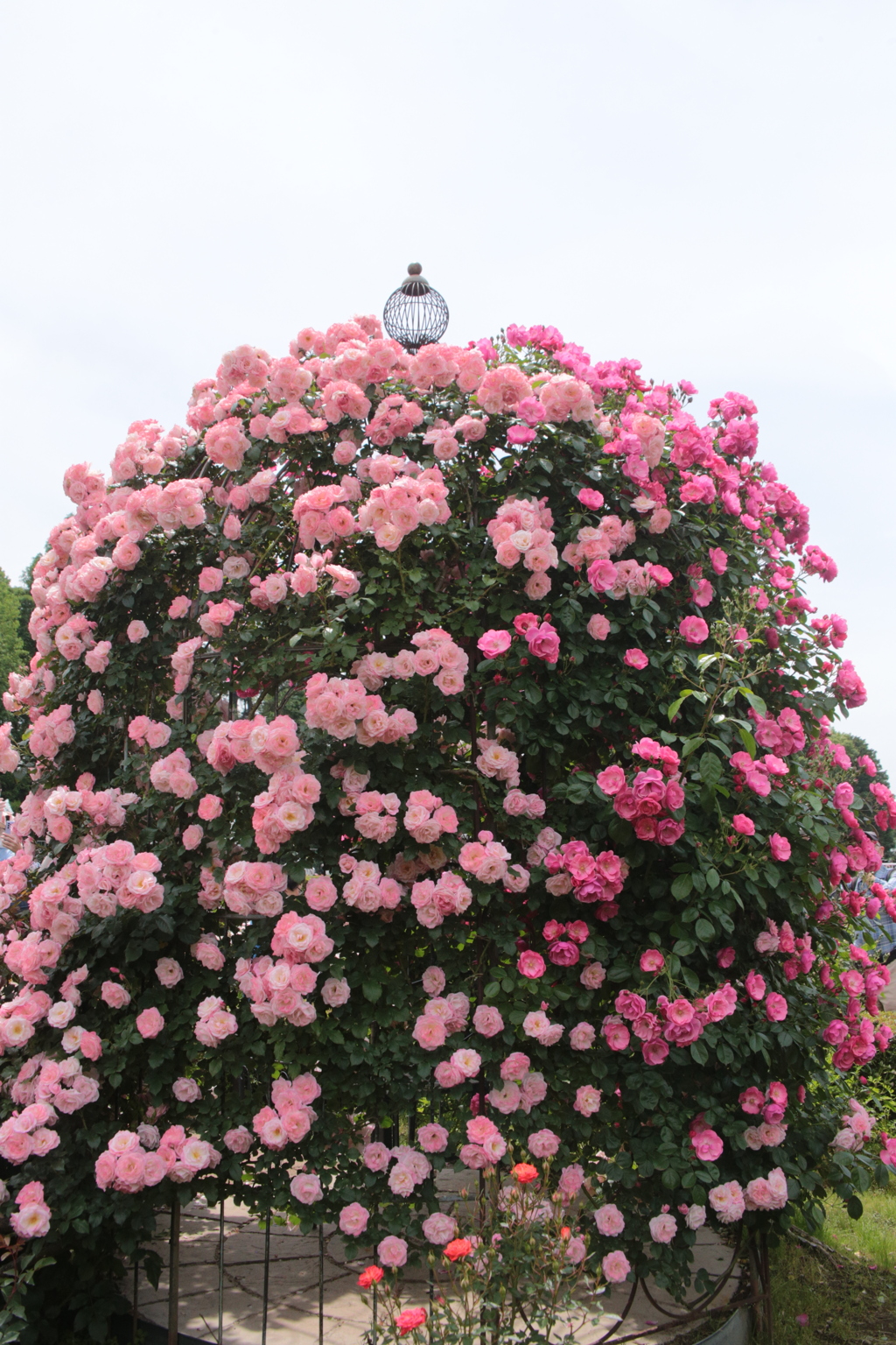 巨人の花束