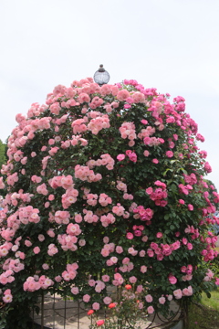 巨人の花束
