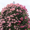 巨人の花束