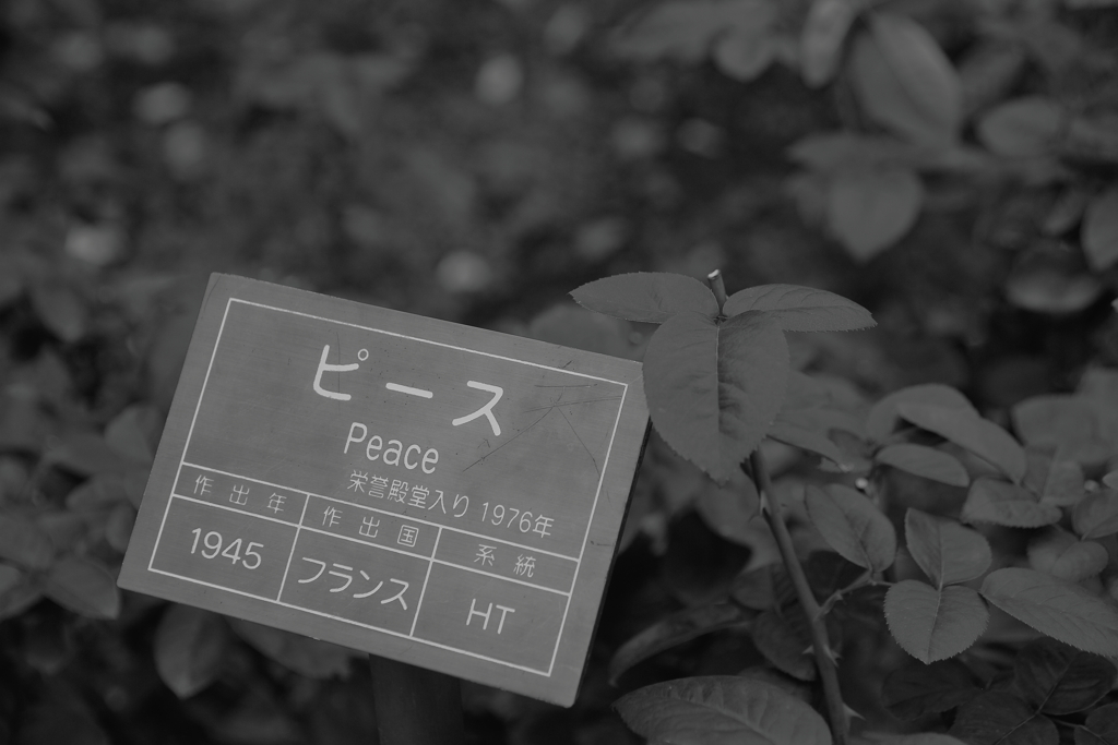 平和に寄り添い