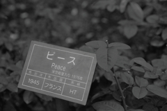 平和に寄り添い