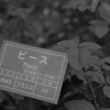平和に寄り添い