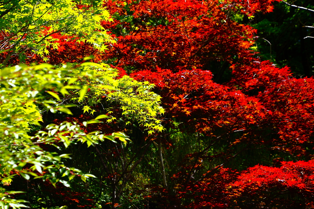 春紅葉