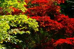 春紅葉