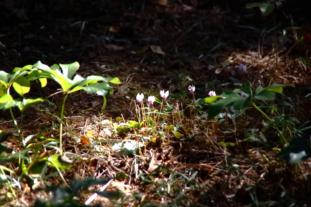 あれは、秘伝の薬草！