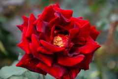深紅