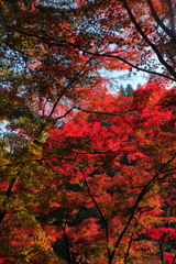 男もすなる紅葉狩り