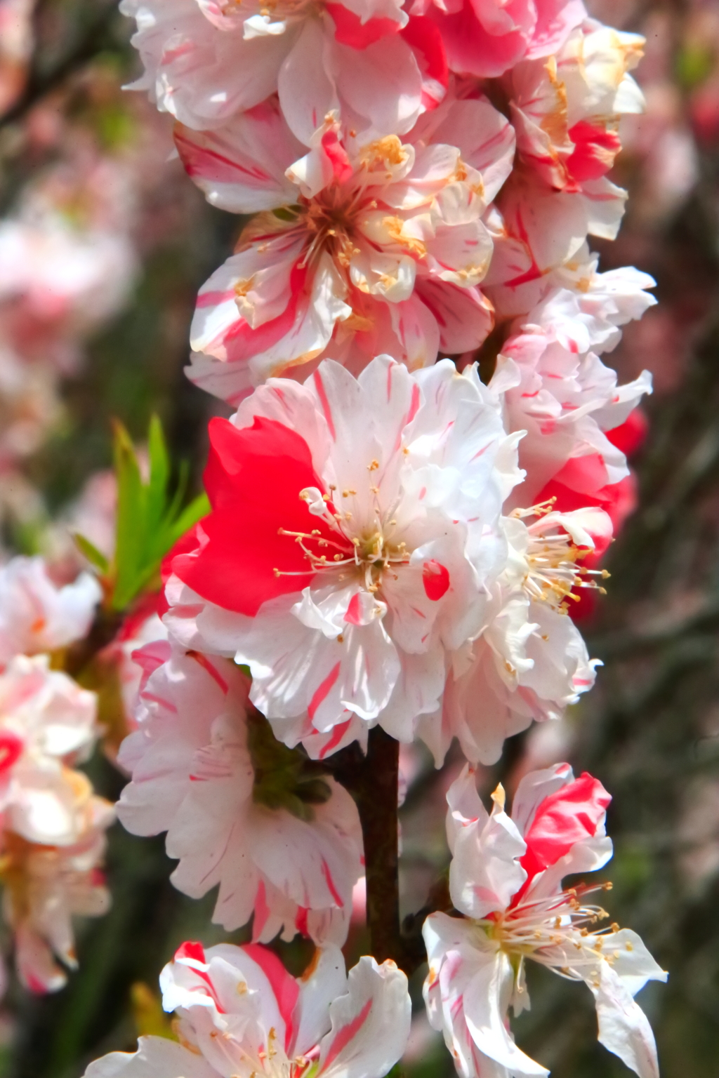 花桃