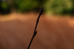 絞りとは？その２