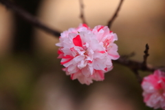 みのり