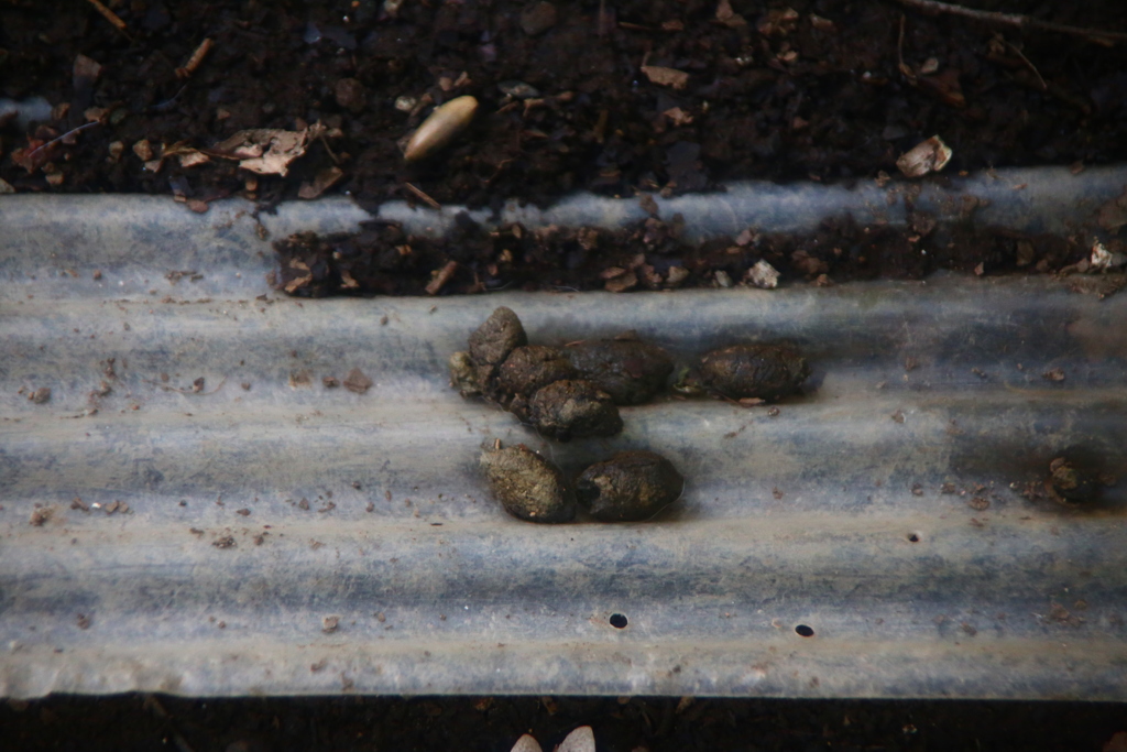 エフユーなんちゃら