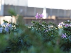 高架線脇の小さな花