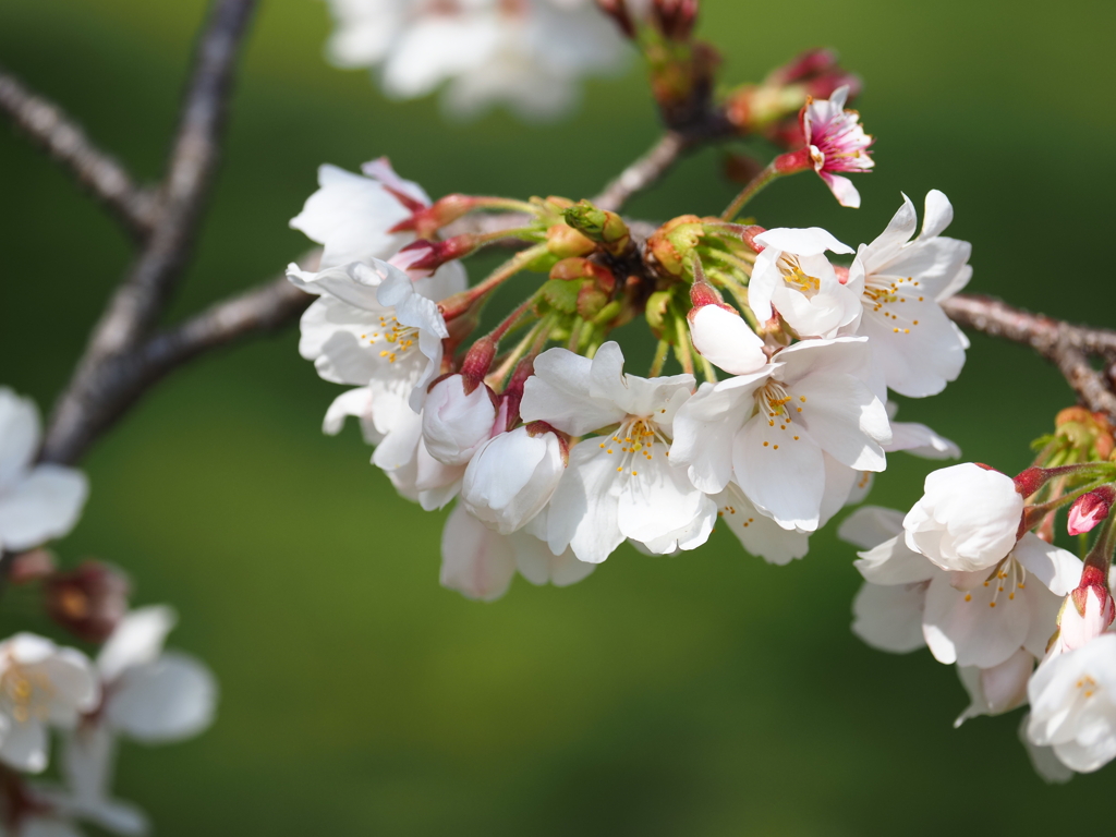 桜咲いた