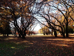 光が丘公園
