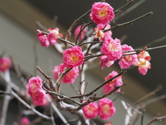 自宅に咲いた梅の花