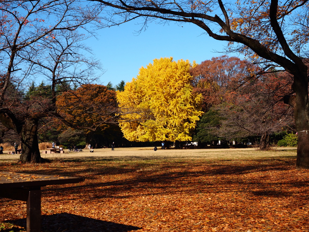 光が丘公園