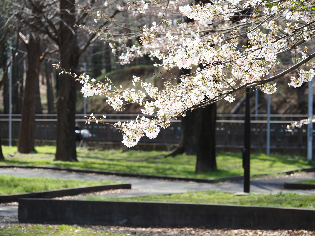 桜