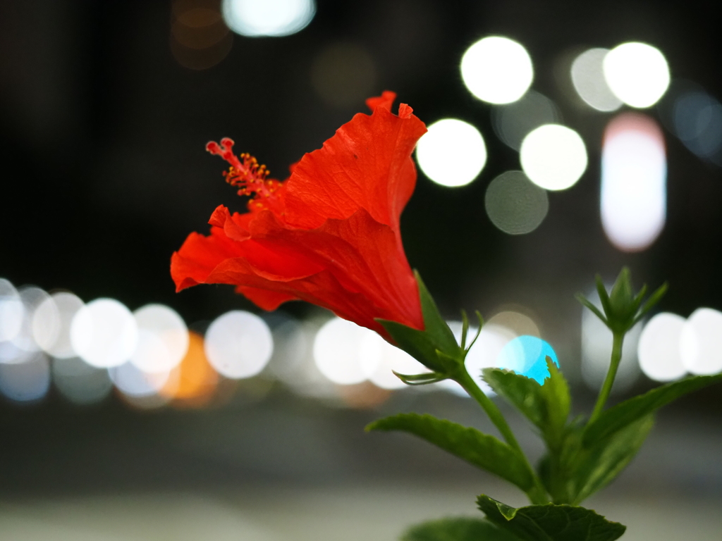 花と玉ボケ