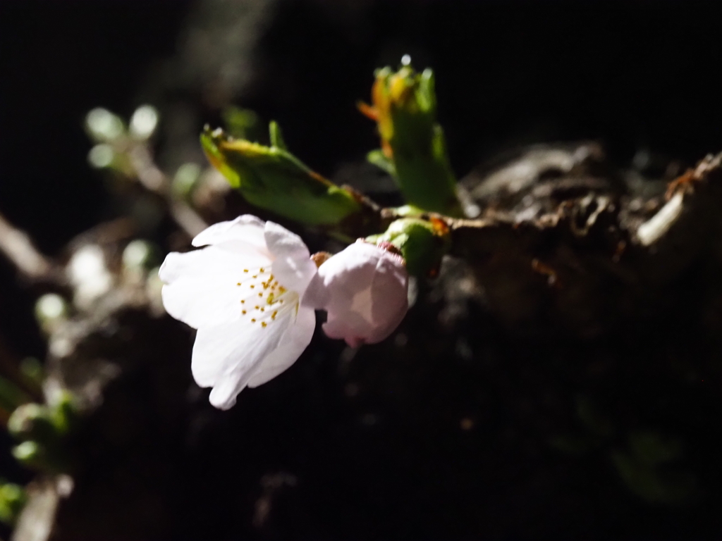 桜、咲く