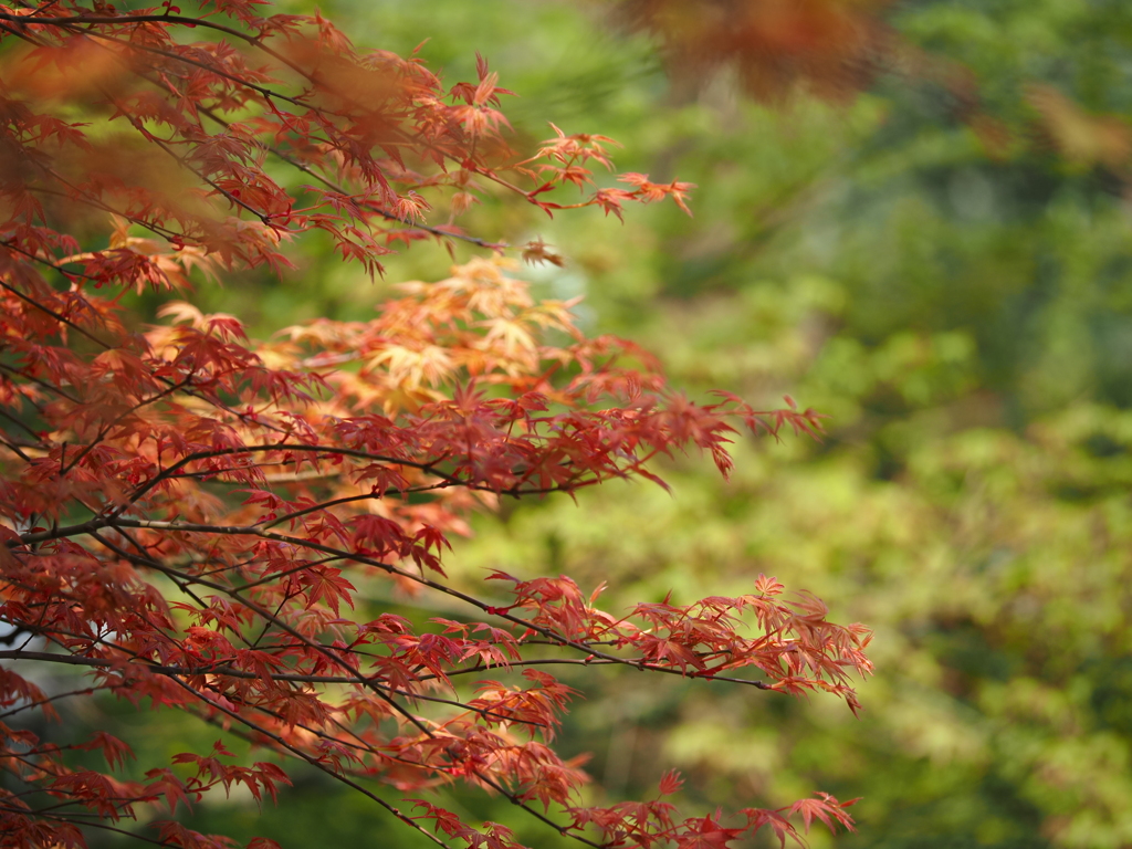 春の紅葉