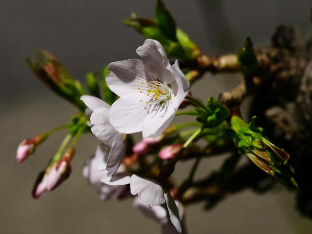桜
