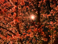 月明かり